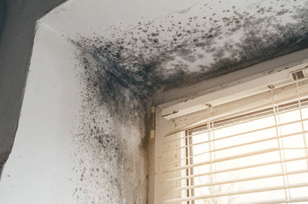 Affordable Mold Cleanup solutions in Brooks, KY